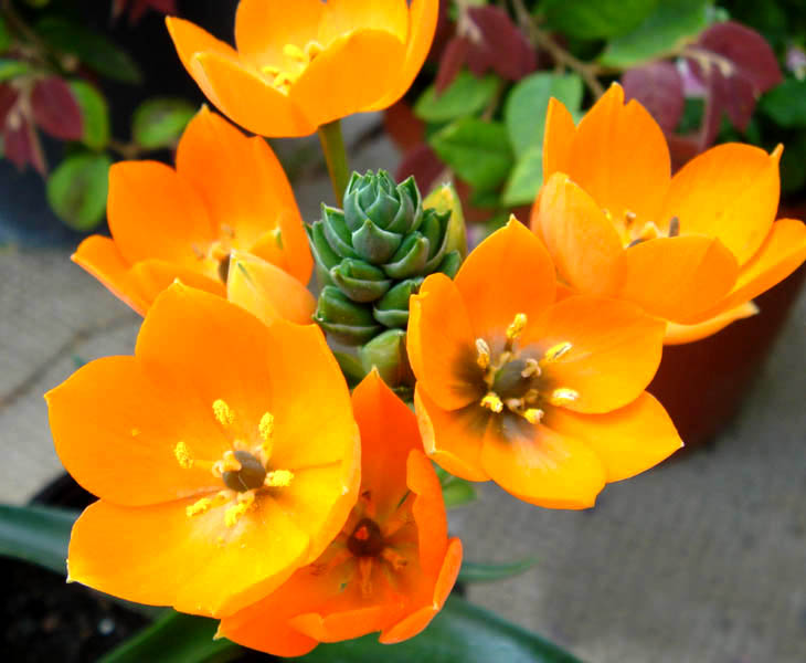 Ornithogalum dubium en fleurs sur les pentes sablonneuses d'Afrique du Sud